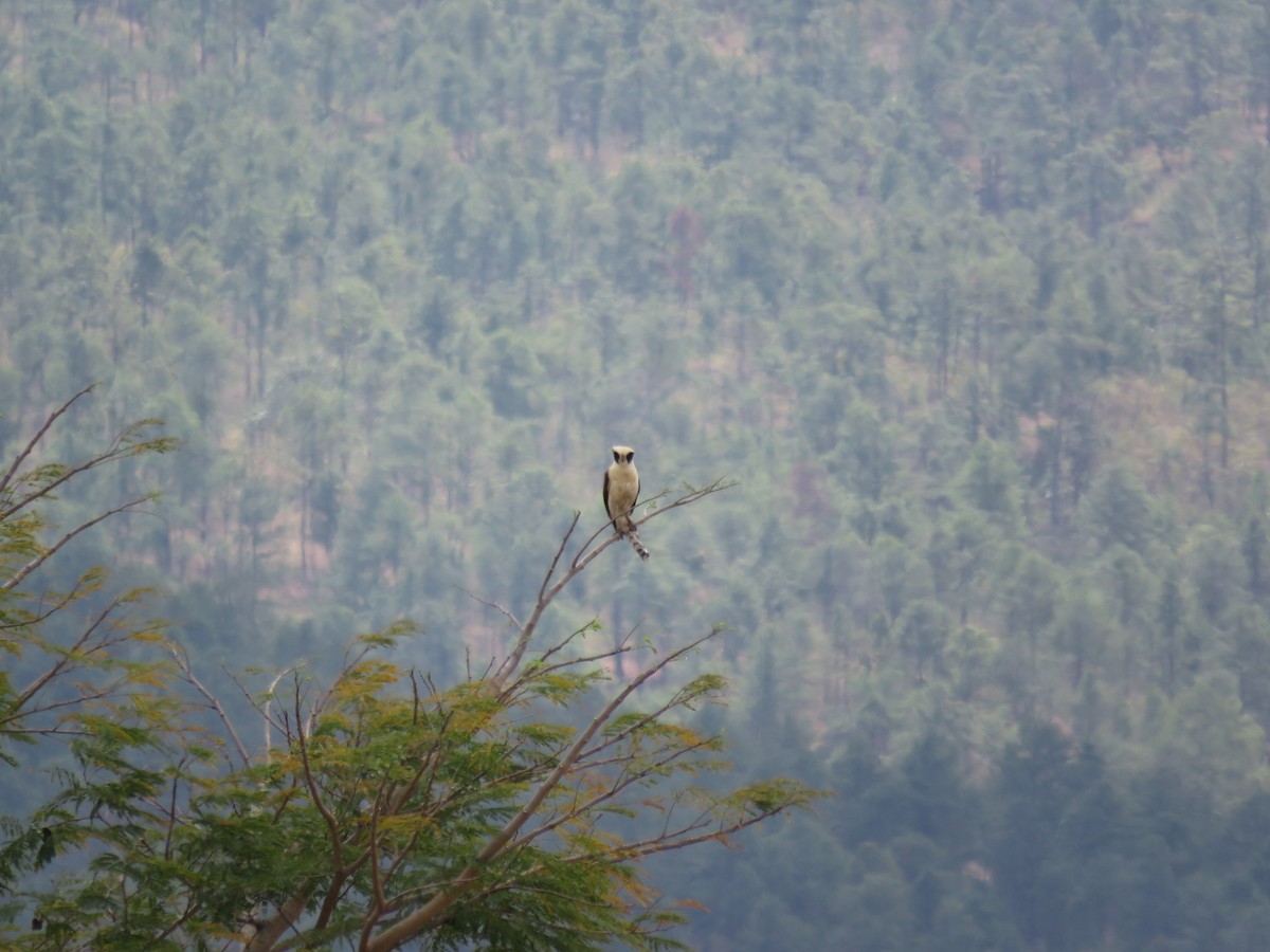 Laughing Falcon - ML51329591