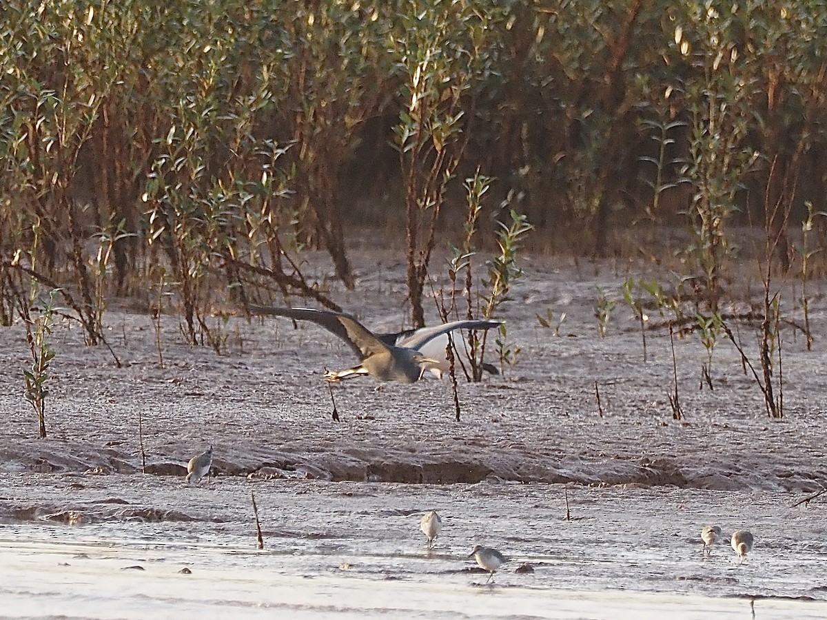 Gray Heron (Madagascar) - ML513296021