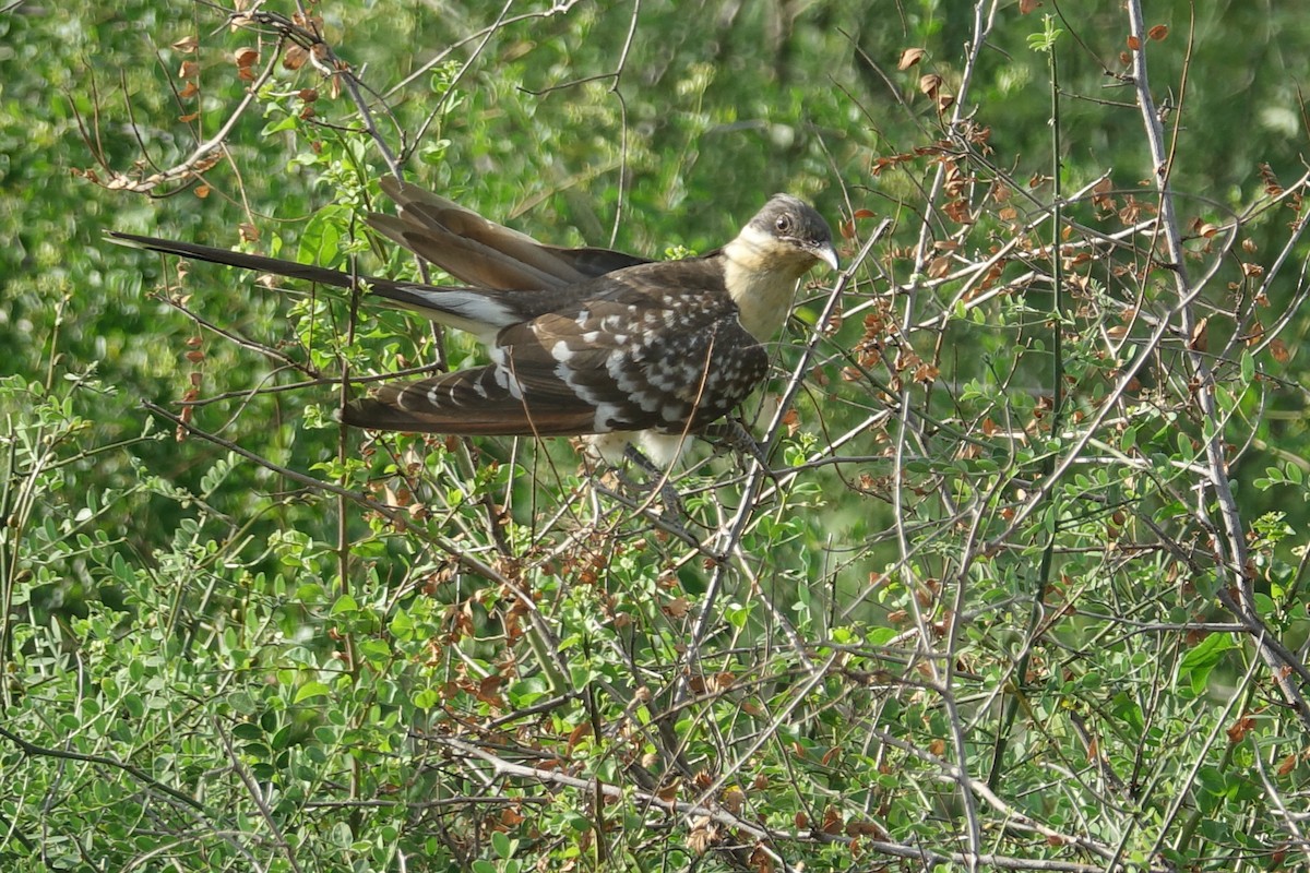 Great Spotted Cuckoo - AC Verbeek