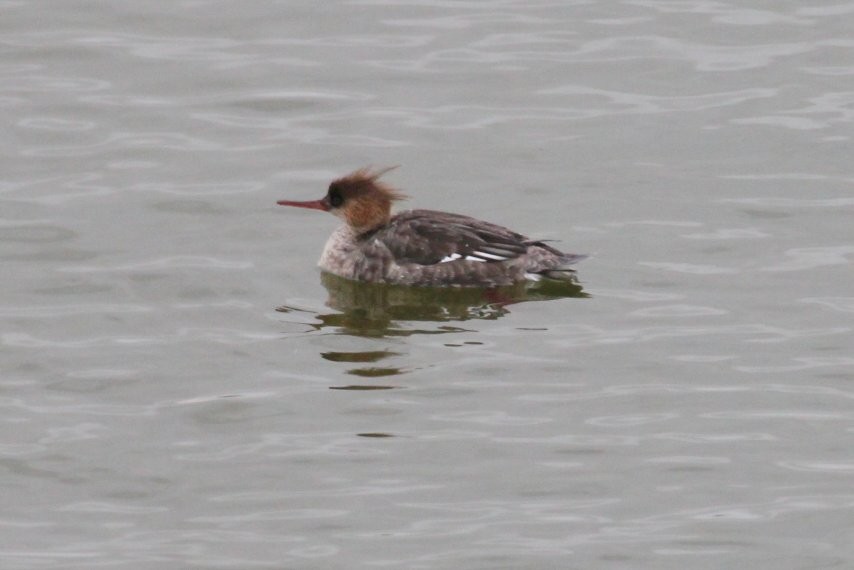 Red-breasted Merganser - ML513296681