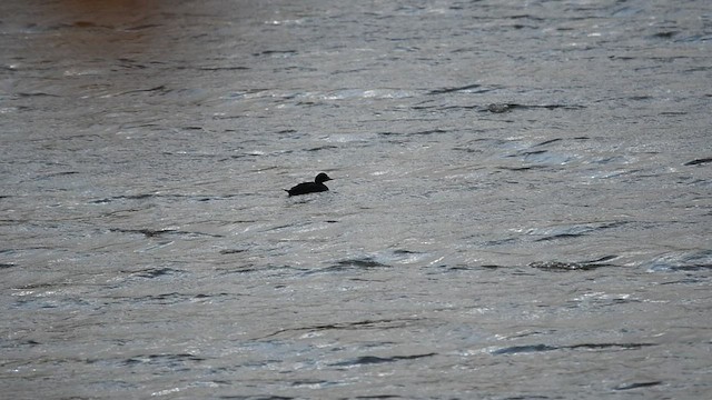 Common Scoter - ML513297011