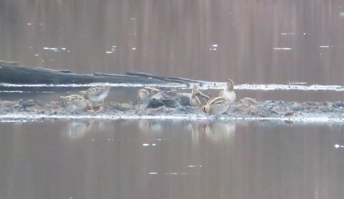 Wilson's Snipe - Fernando Arce