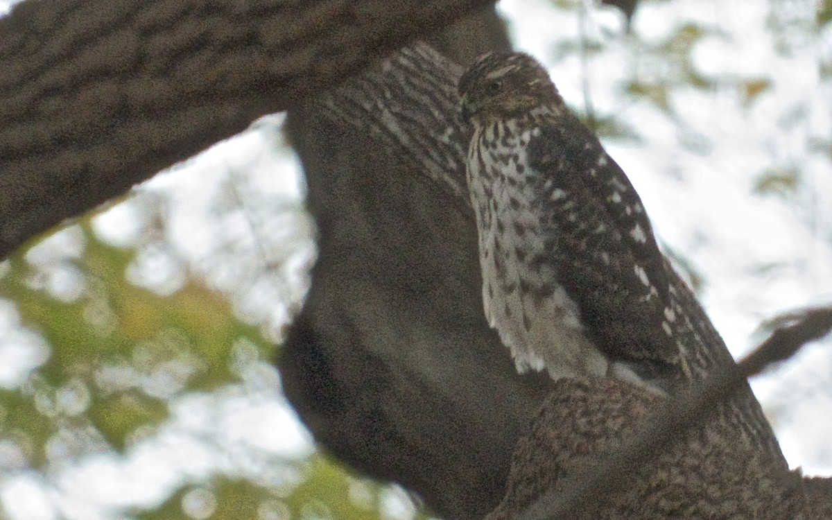 Cooper's Hawk - ML51329881