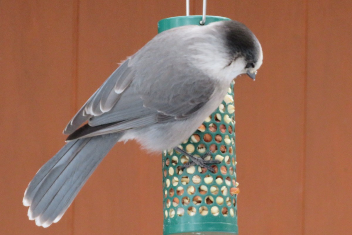 Canada Jay - ML513300291