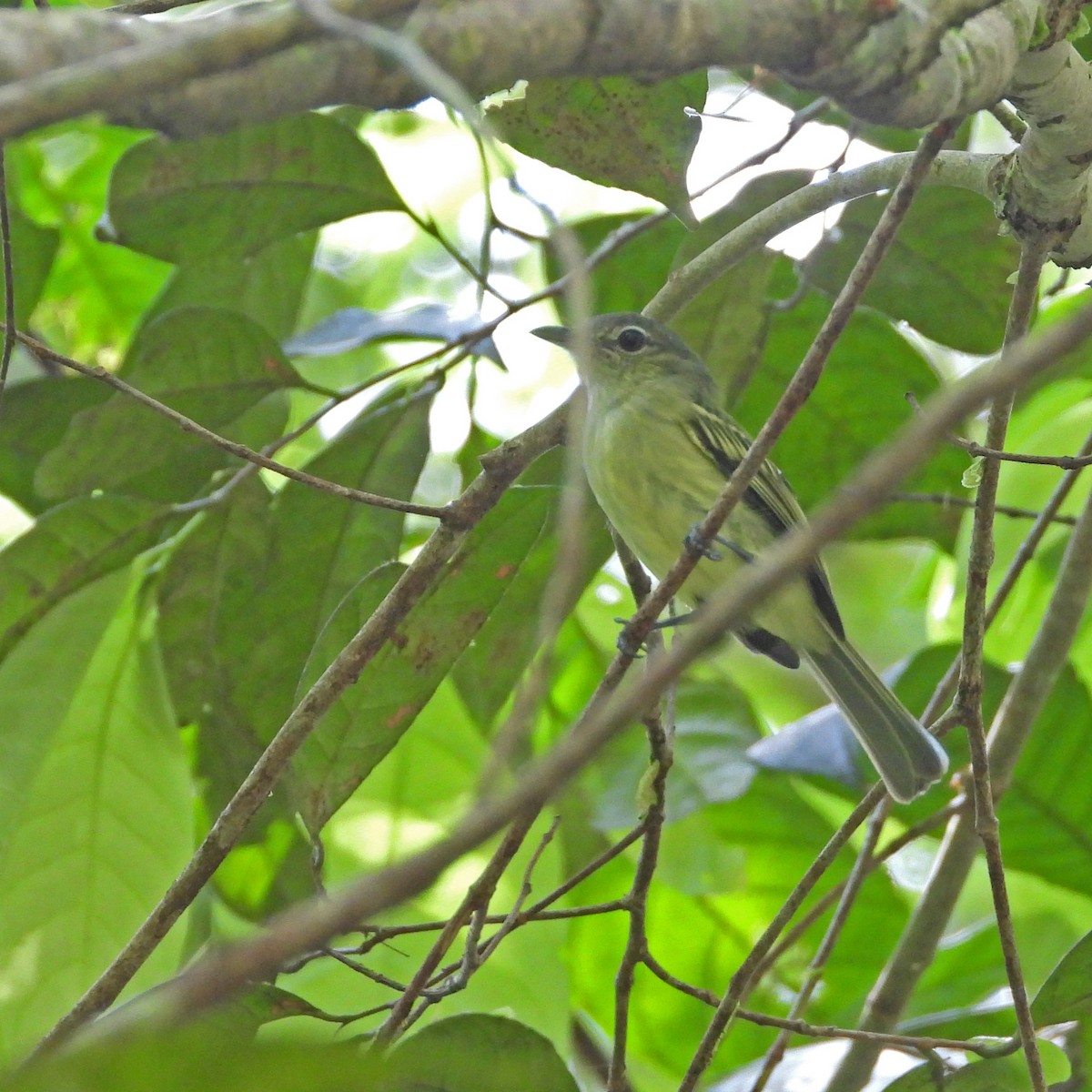 Tolmomyias sp. - ML513300461