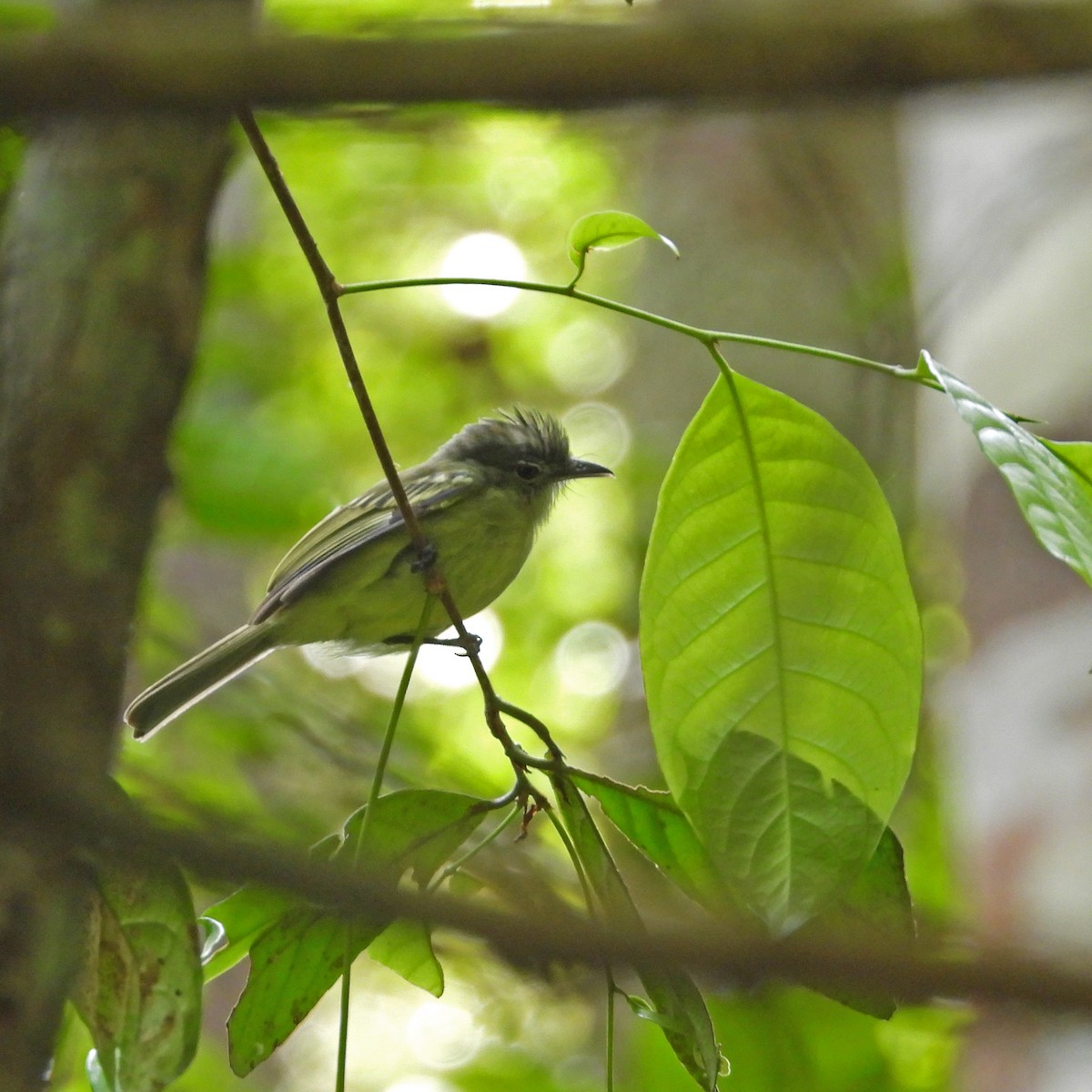 Tolmomyias sp. - ML513300471