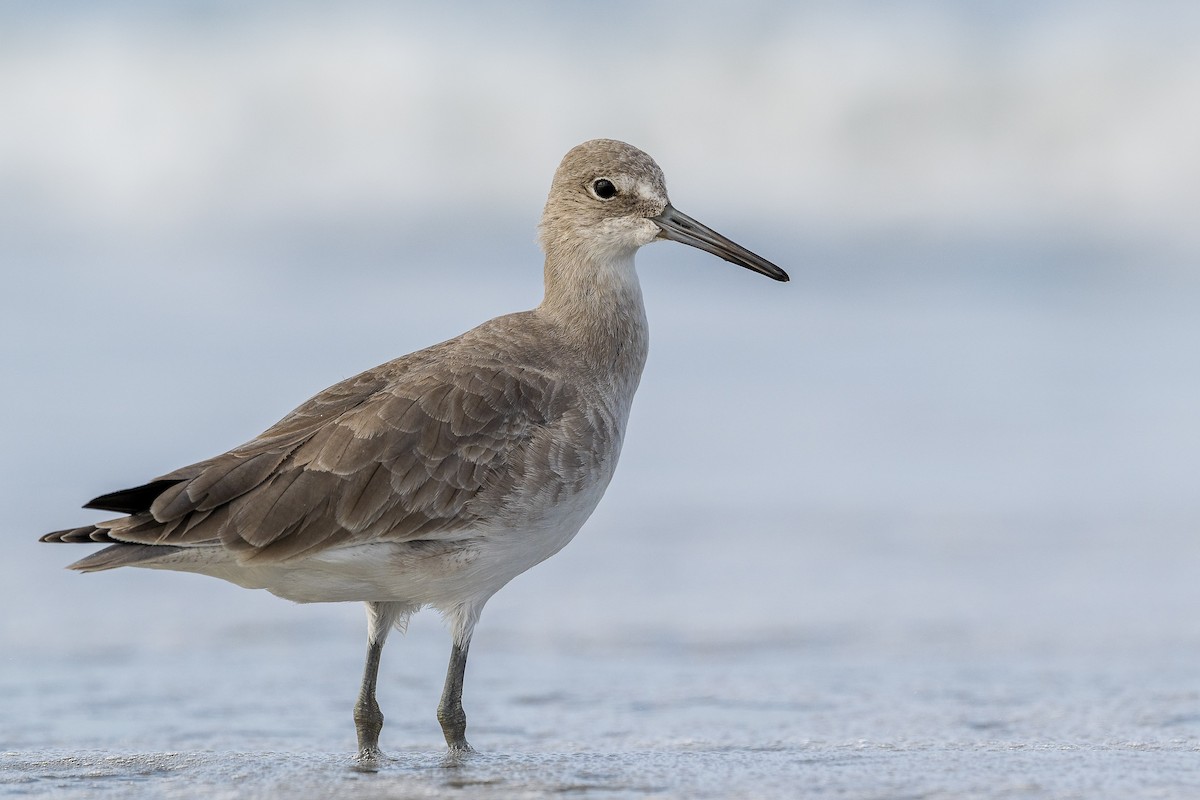 Willet (Western) - ML513300951