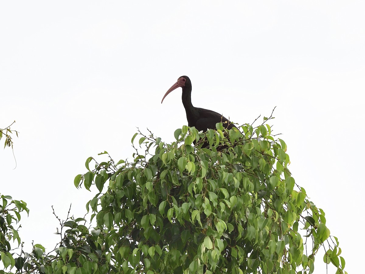 ibis tmavý - ML513301801