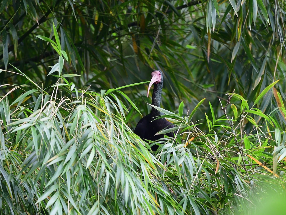 Bare-faced Ibis - ML513301811