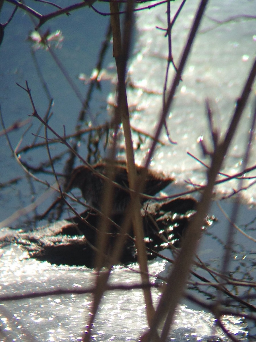 Wilson's Snipe - ML51330231