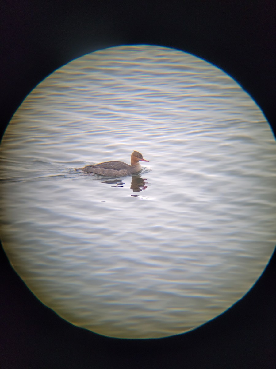 Red-breasted Merganser - ML513303511