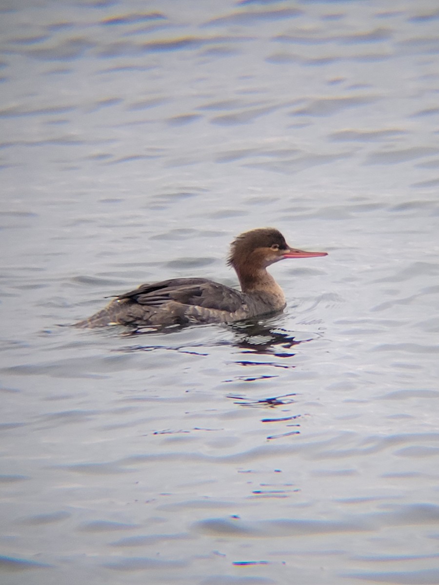 Red-breasted Merganser - ML513303591