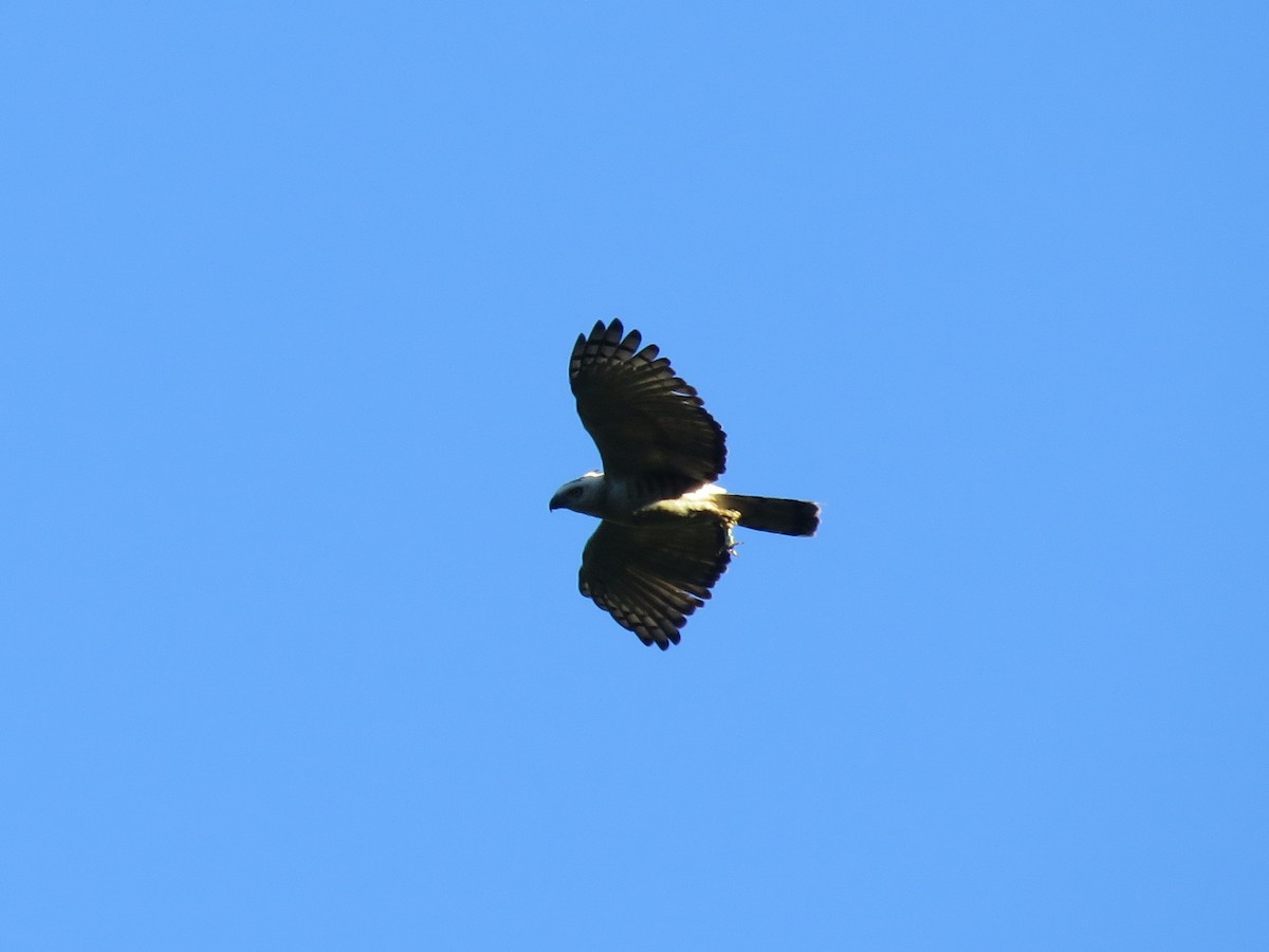 Haubenschlangenadler - ML513304191