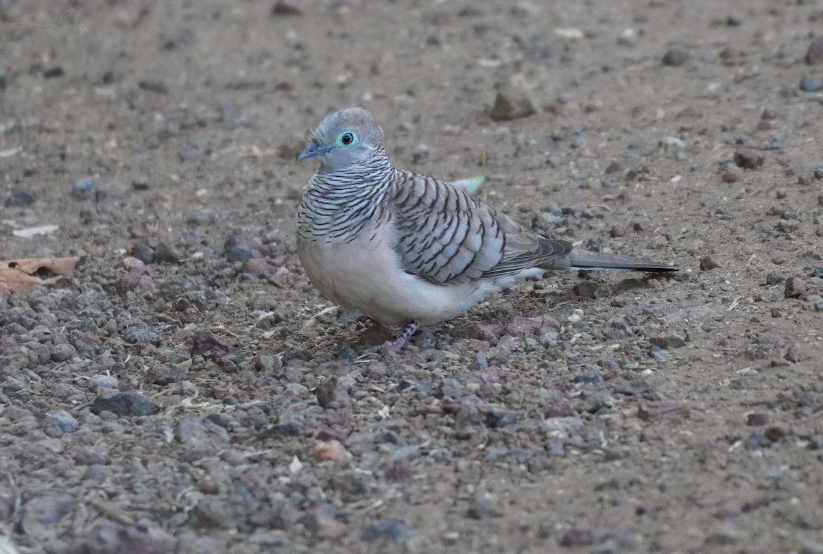 Peaceful Dove - ML513307731