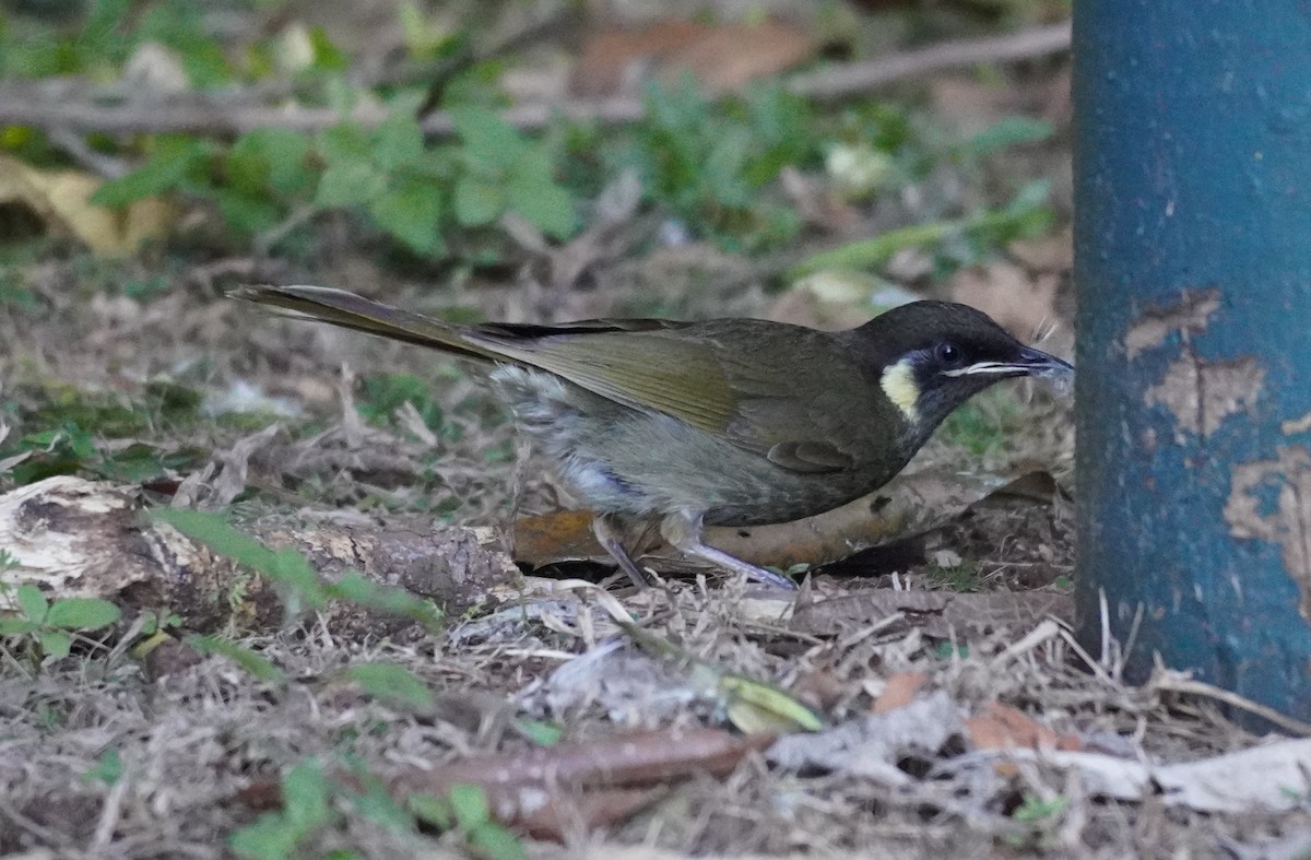 Lewin's Honeyeater - Sarah Foote