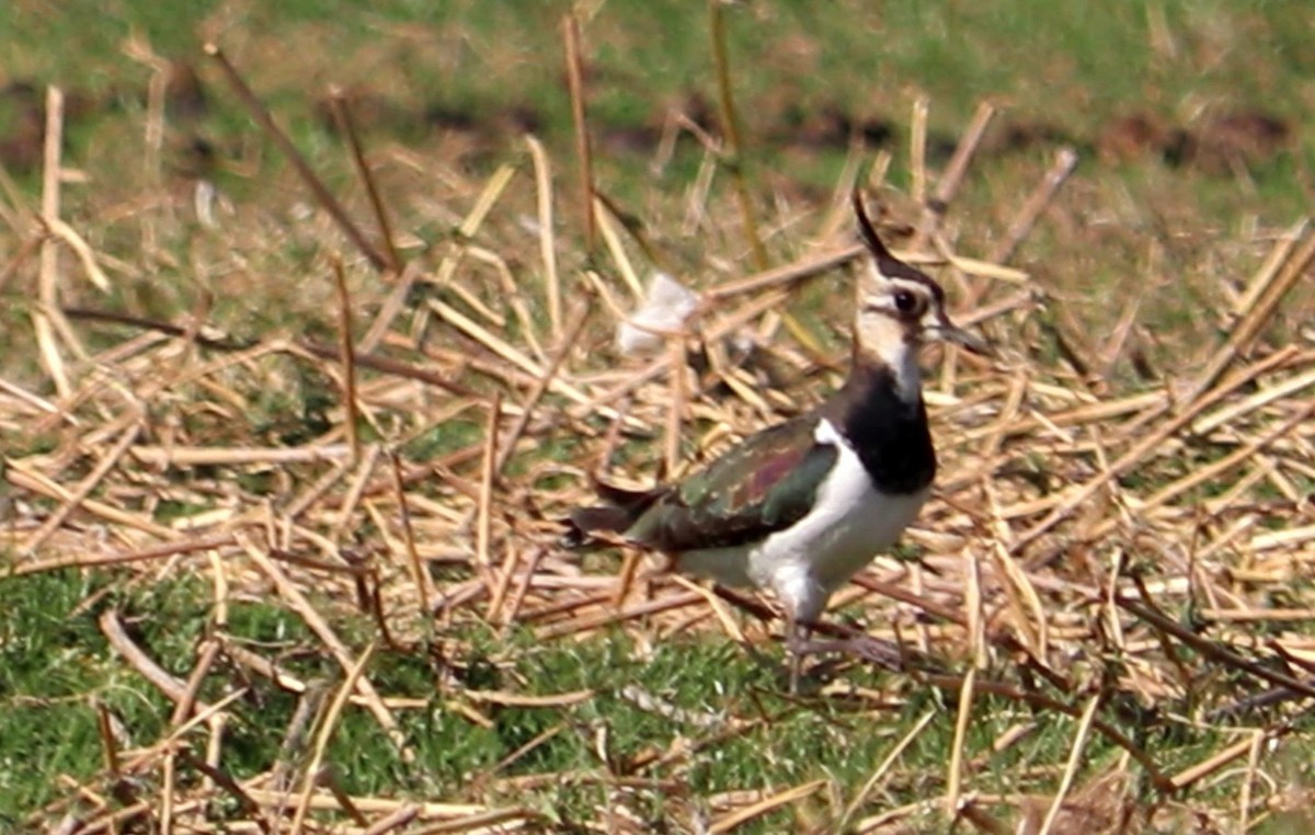 Northern Lapwing - ML513308001