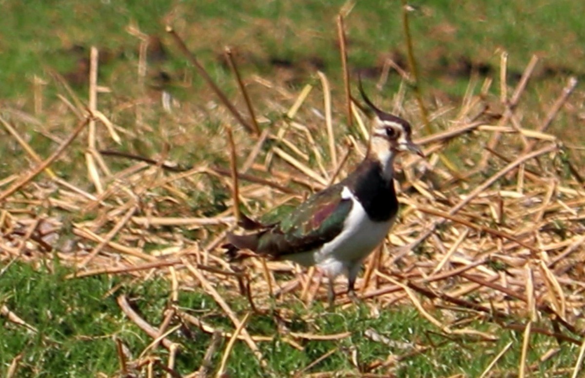 Northern Lapwing - ML513308011