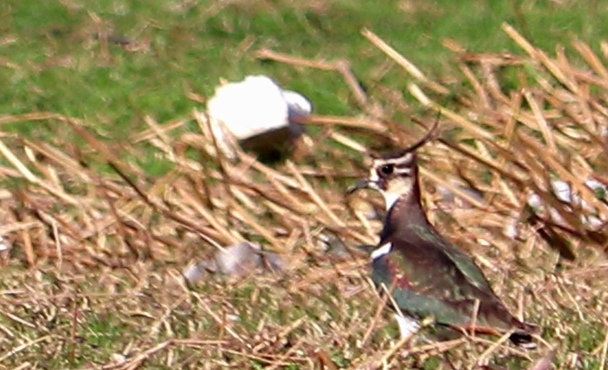 Northern Lapwing - ML513308021