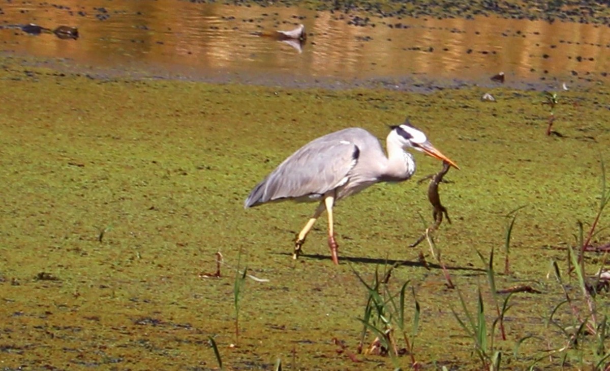 Gray Heron - ML513308041