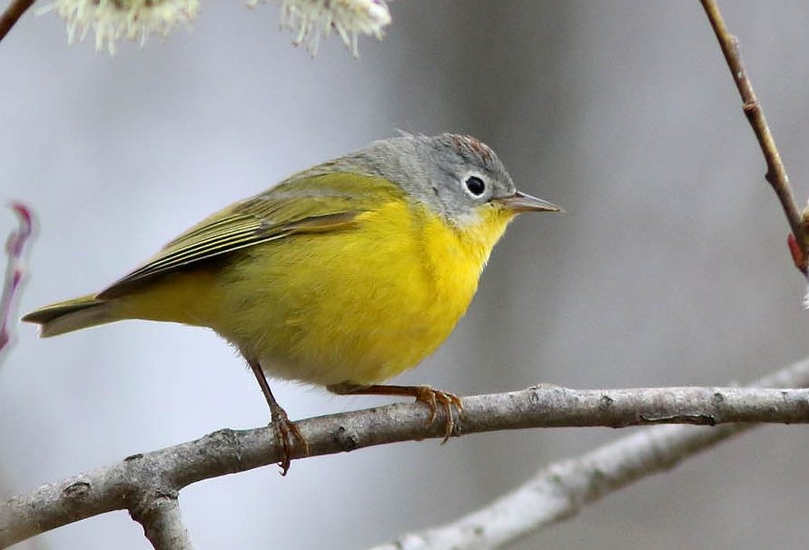 Nashville Warbler - ML51330921