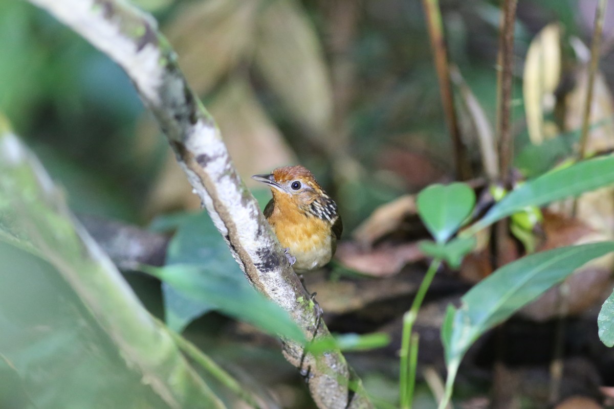 Musician Wren - ML513309641