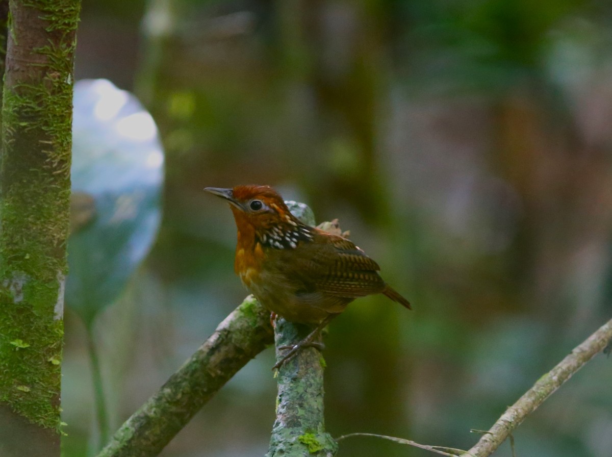 Musician Wren - ML513309921