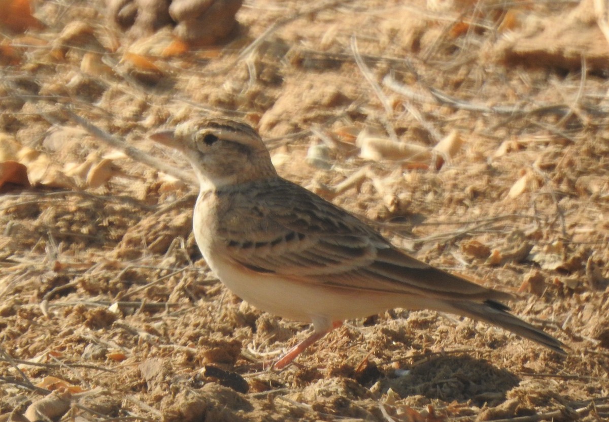 Terrera Común - ML513311701