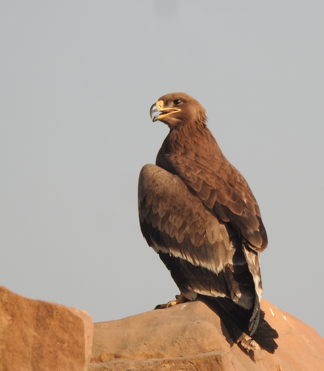 Steppe Eagle - Saurav Dutta