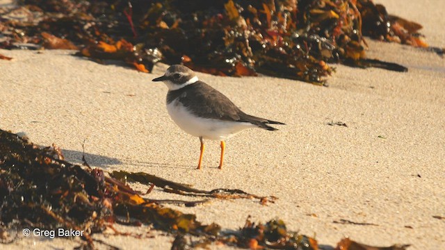 Common Ringed Plover - ML513313681