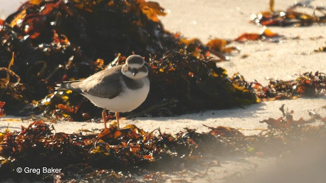 Common Ringed Plover - ML513313691