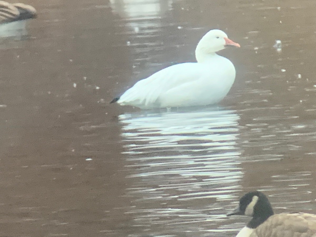 Snow Goose - ML513315611