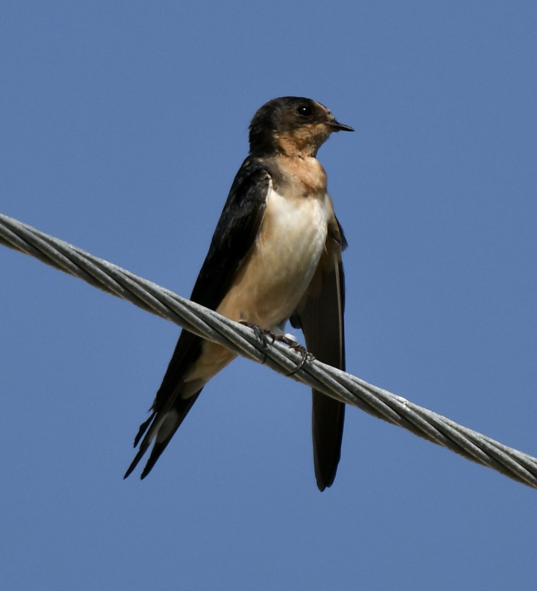 Barn Swallow - David Campbell