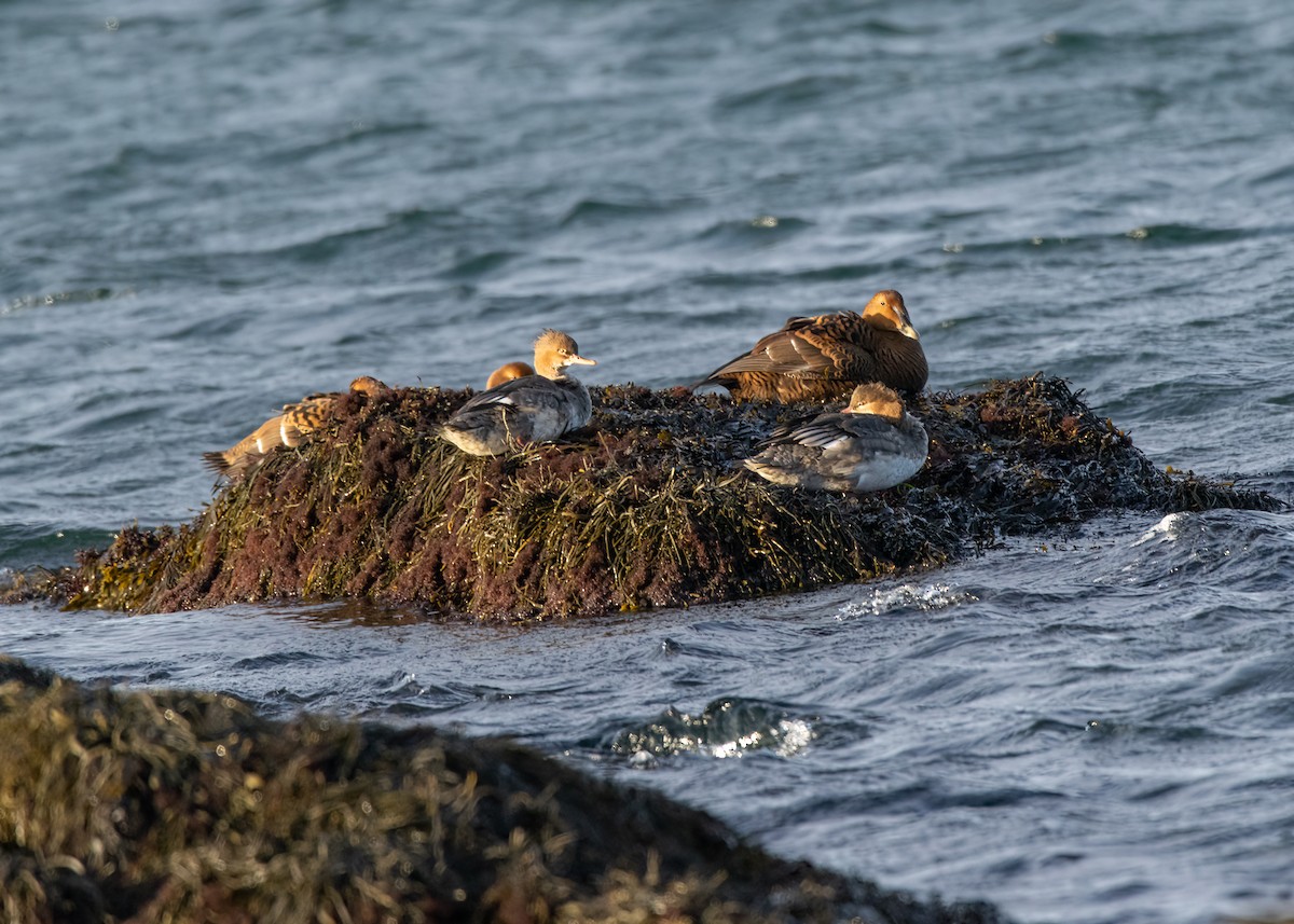 Red-breasted Merganser - ML513316821