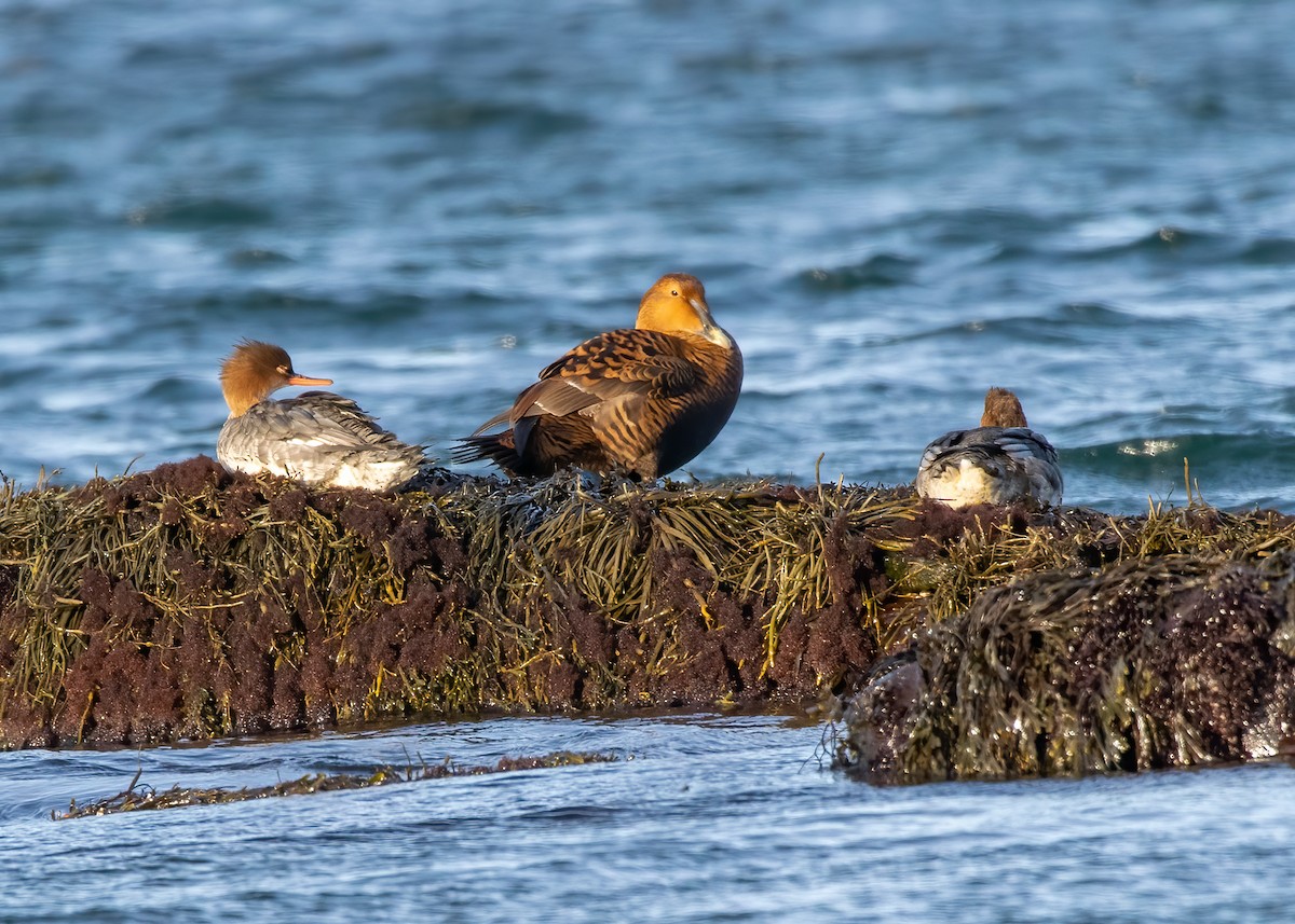 Red-breasted Merganser - ML513316831