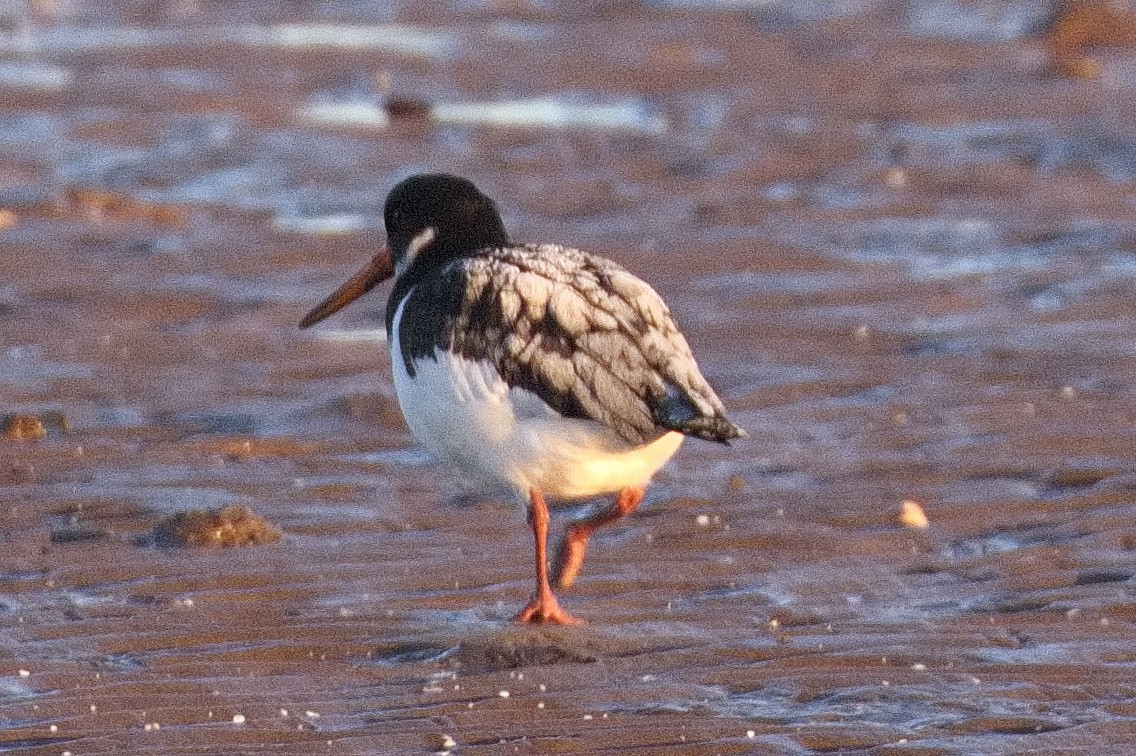 Eurasian Oystercatcher - Bruce Kerr