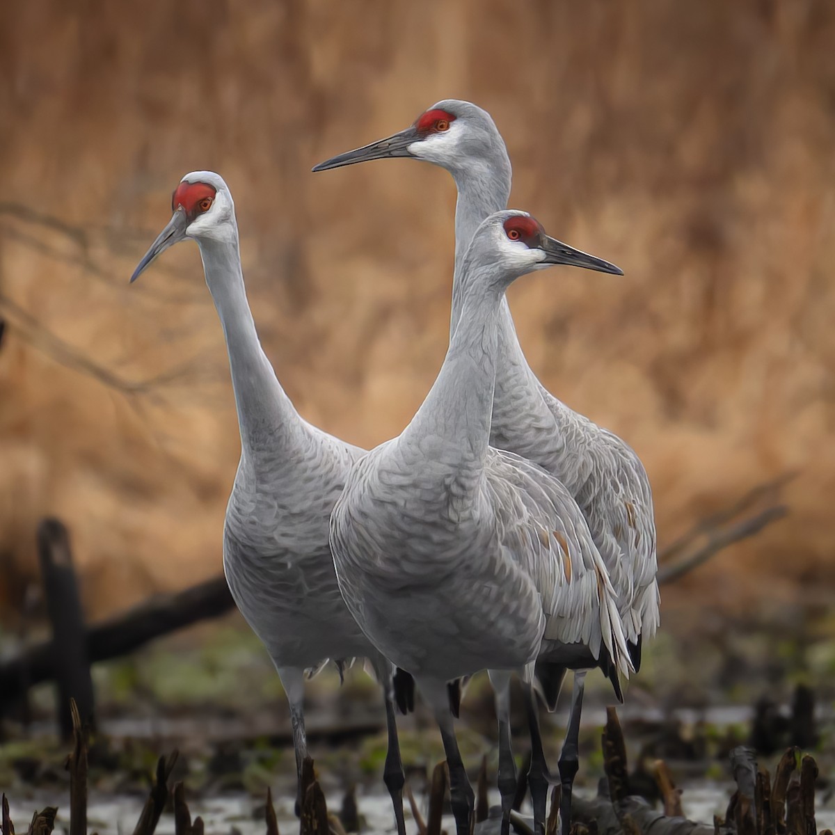 Sandhill Crane - Mark Parker