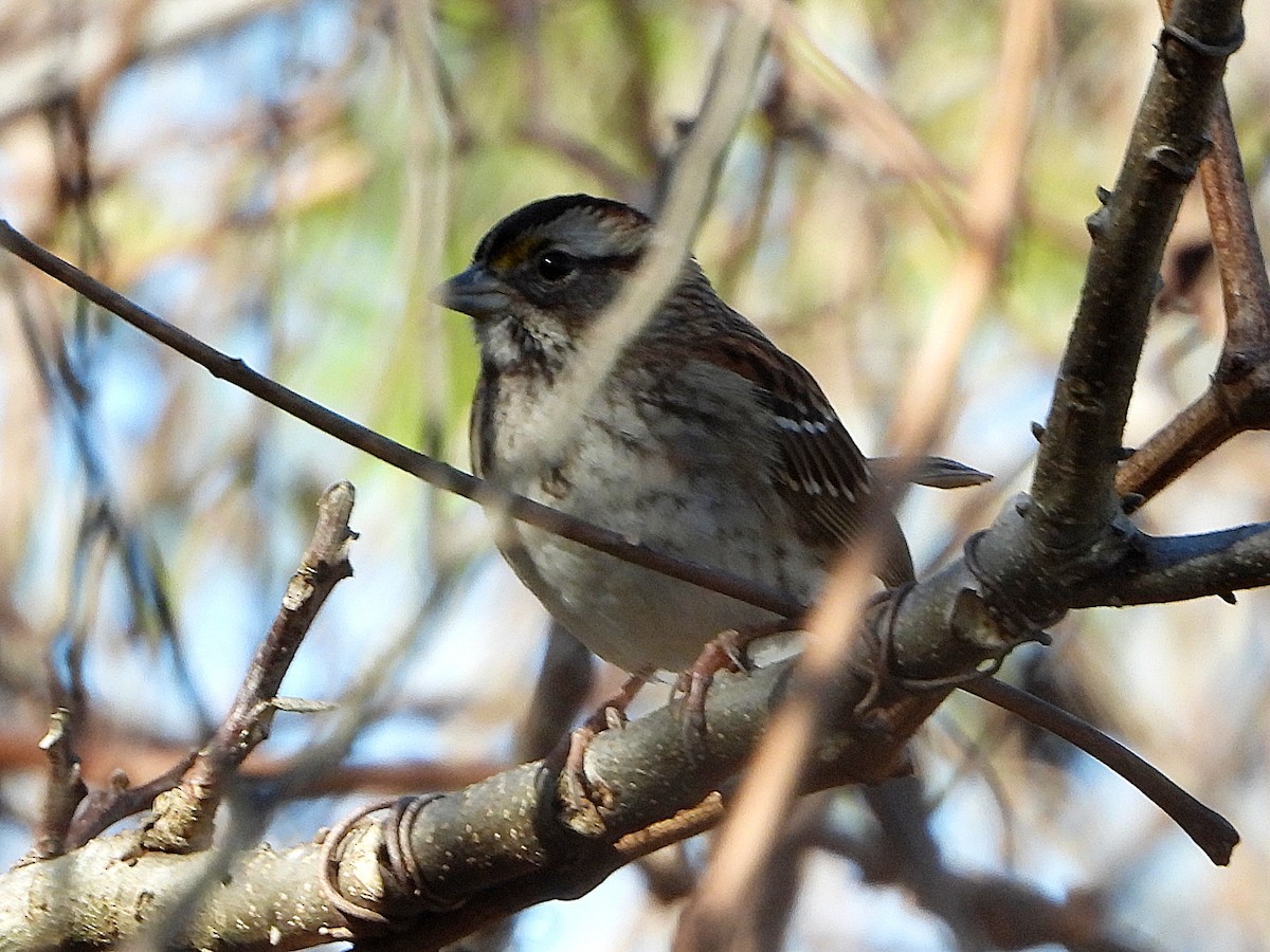 White-throated Sparrow - Michael Musumeche