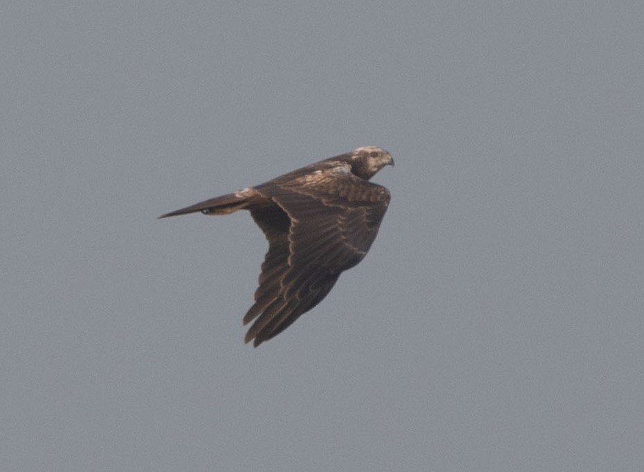 Western Marsh Harrier - Debankur Saha