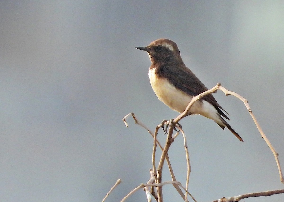 Cyprus Wheatear - ML513318821