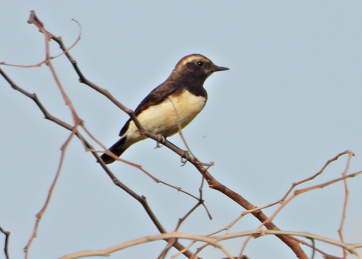 Cyprus Wheatear - ML513318891