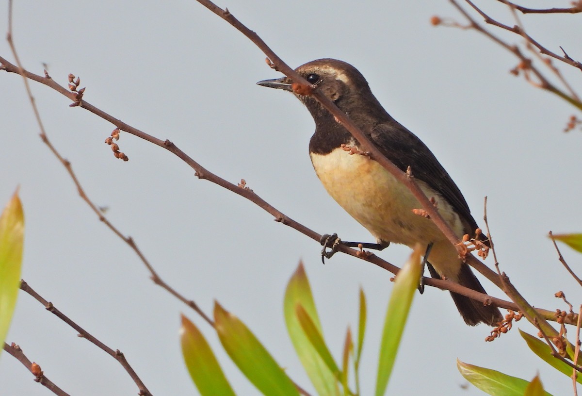 Cyprus Wheatear - ML513318901