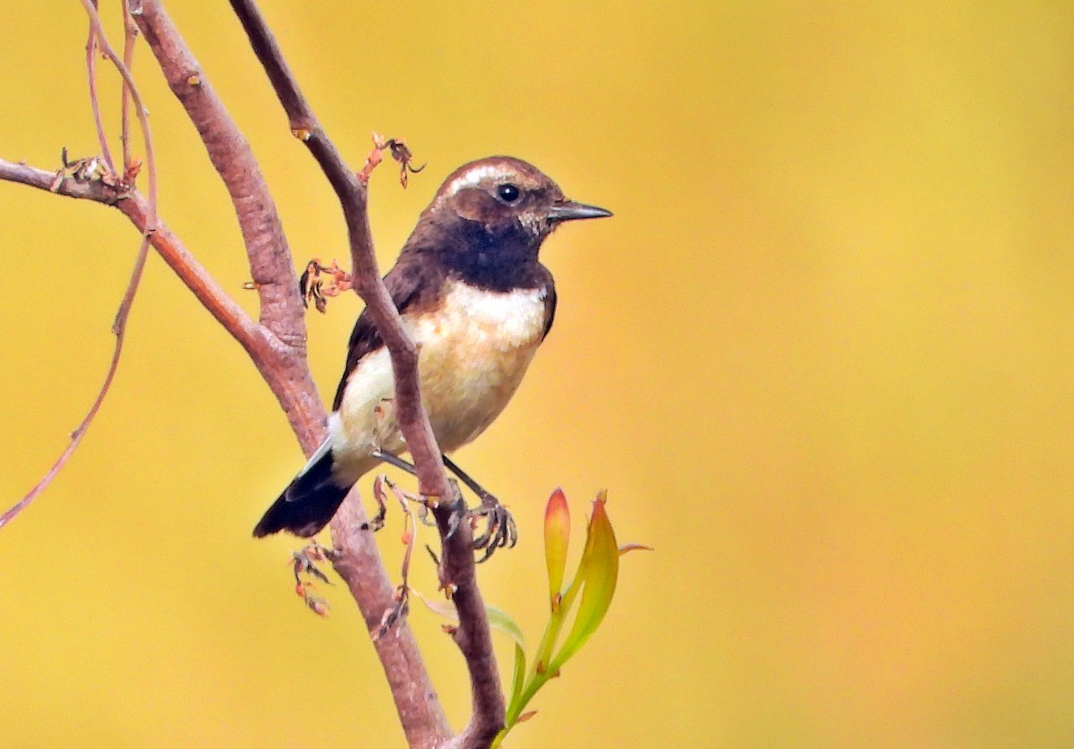 Cyprus Wheatear - ML513318971