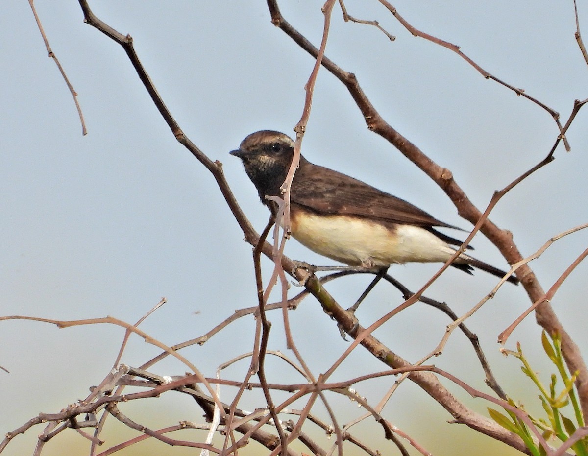 Cyprus Wheatear - ML513319031