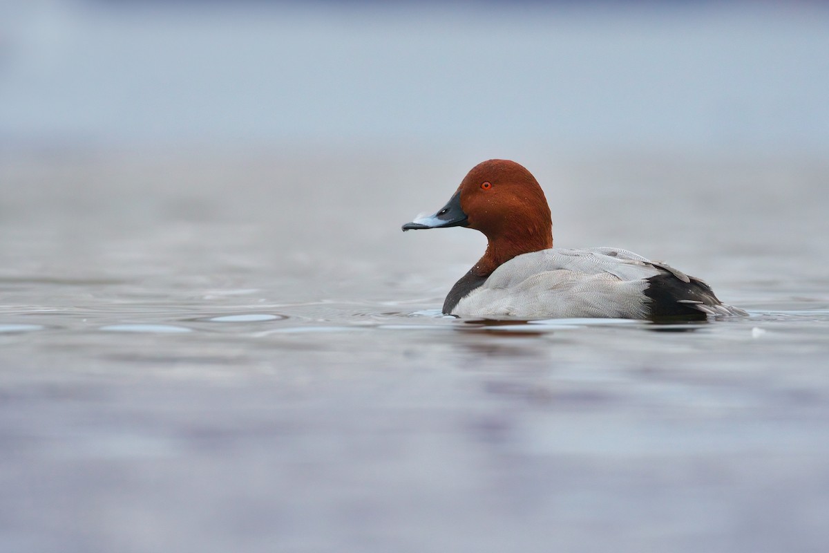 Common Pochard - ML513320411