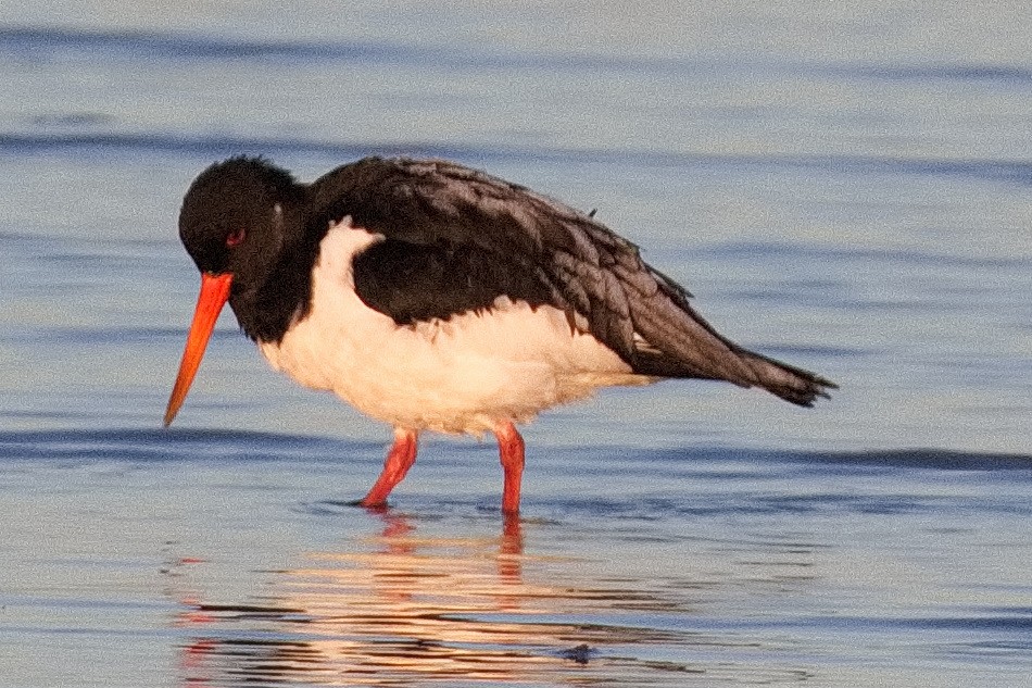 Eurasian Oystercatcher - ML513320601