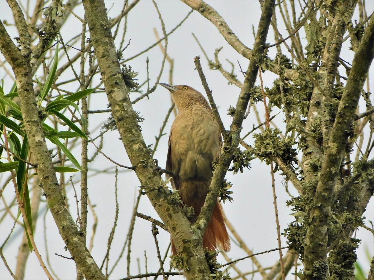 Greater Thornbird - Sebastián Gómez Barboza Silveira