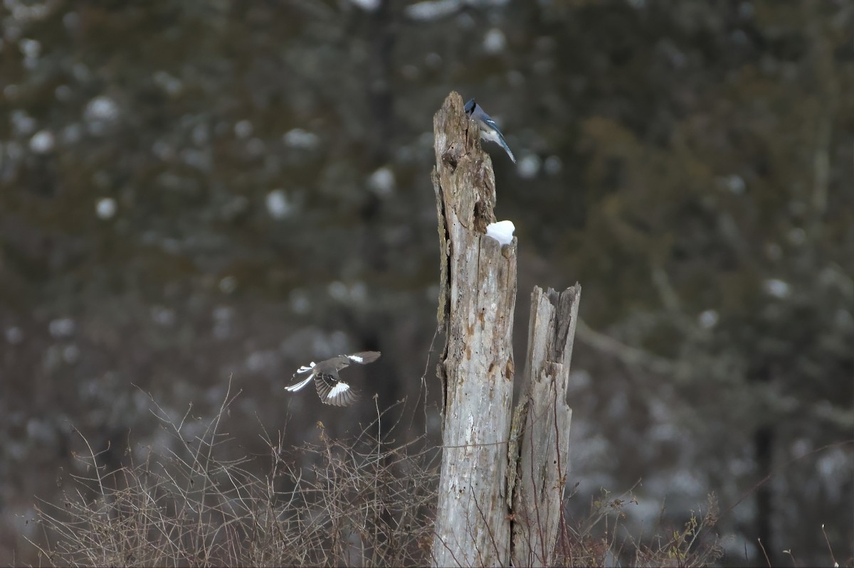 Northern Mockingbird - ML513321281