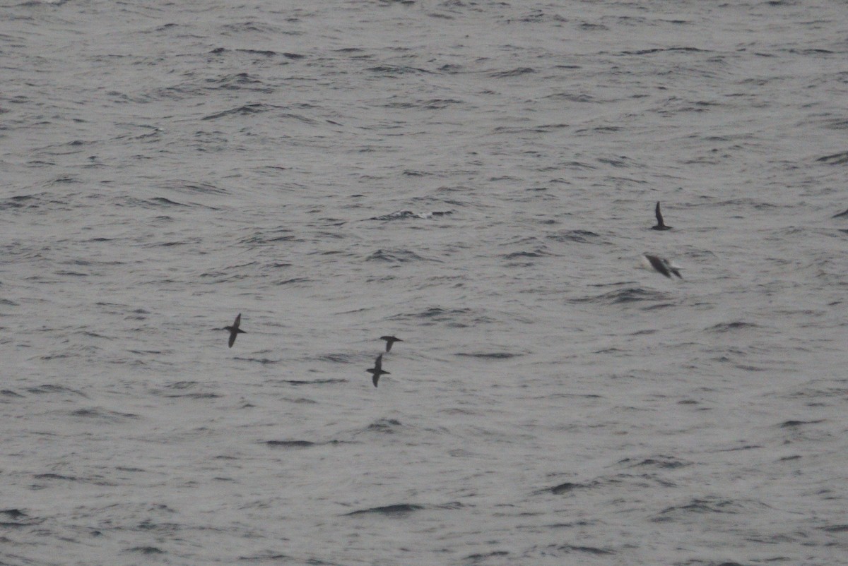 Balearic Shearwater - ML513321721