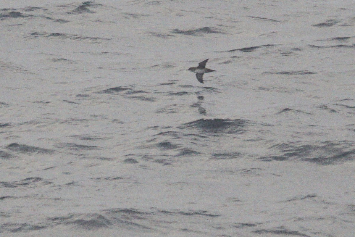 Balearic Shearwater - ML513321731