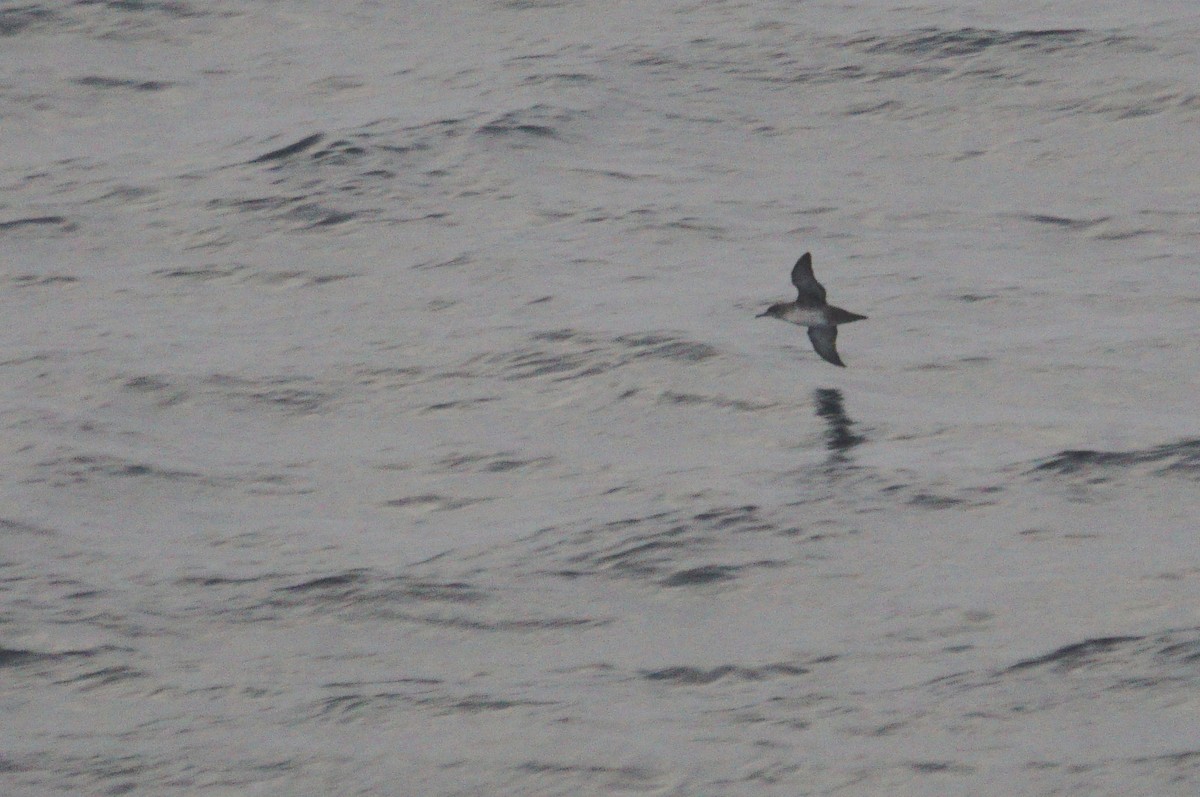 Balearic Shearwater - ML513321741